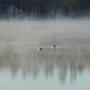 Lake Loons in the morning mist 004